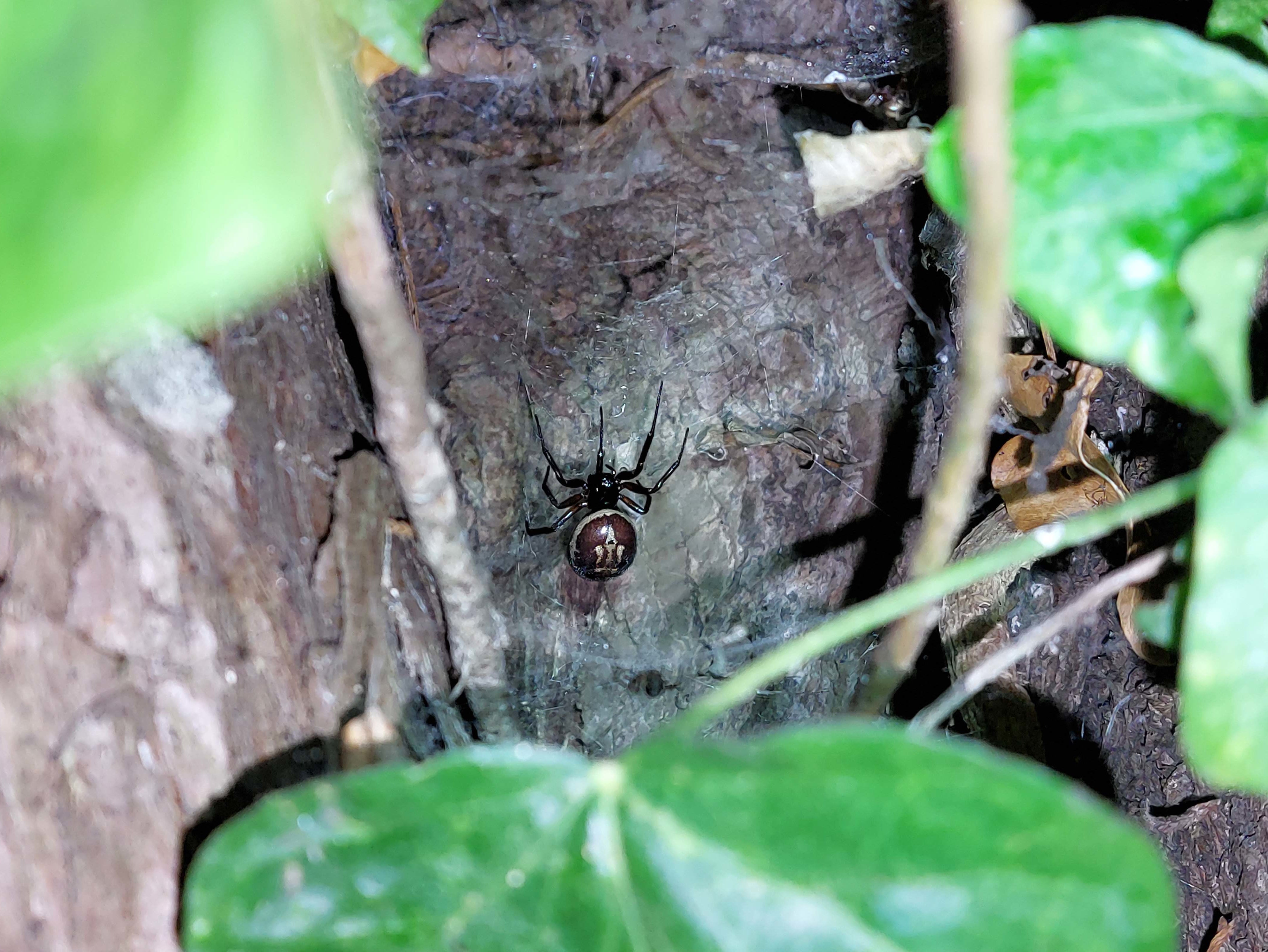 A team of scientists found false widow spiders were much more poisonous than native species in Ireland