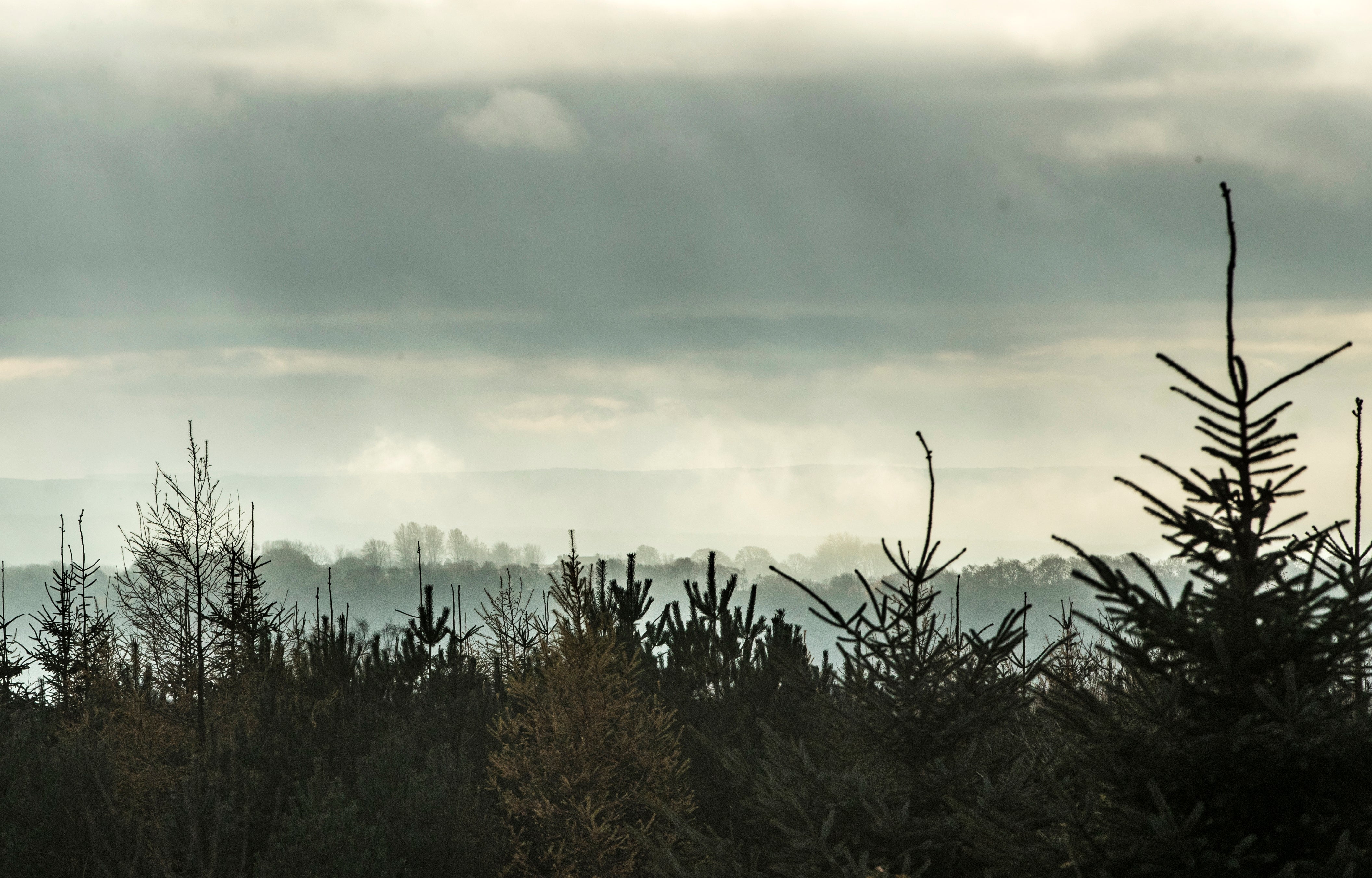 Woodland (Danny Lawson/PA)