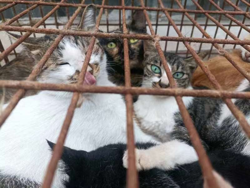 Many of the cats found to be emaciated and crying out in China’s Shandong province