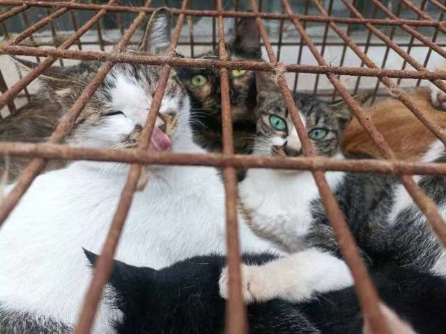 <p>Many of the cats found to be emaciated and crying out in China’s Shandong province</p>