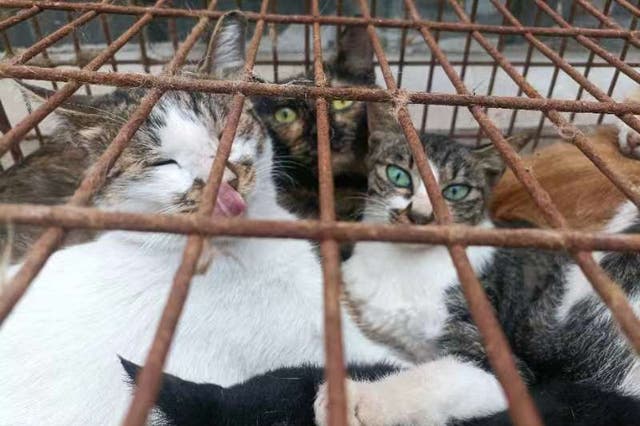 <p>Many of the cats found to be emaciated and crying out in China’s Shandong province</p>