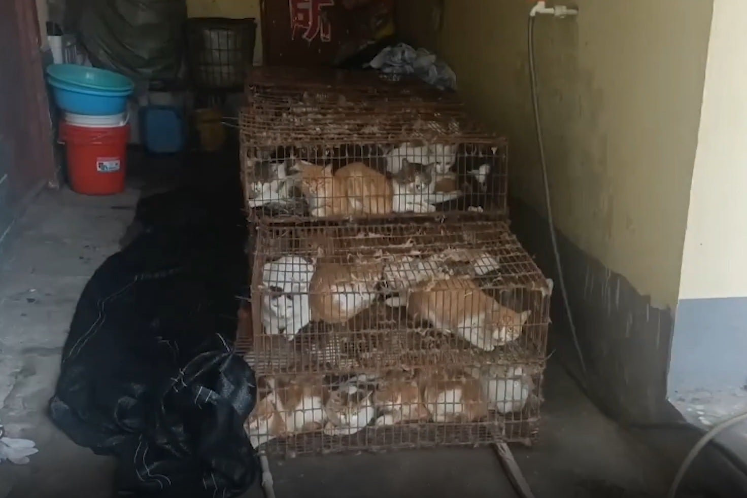 150 cats packed in seven cages rescued in China