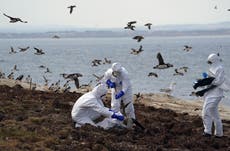 Rare wild birds among many species hit by ‘unprecedented’ avian flu outbreak