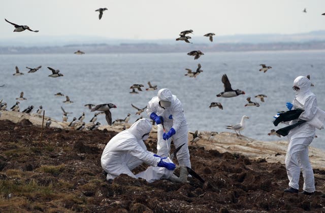 The National Trust team of rangers clear dead birds from Staple Island, one of the Farne Islands (Owen Humphreys/PA)