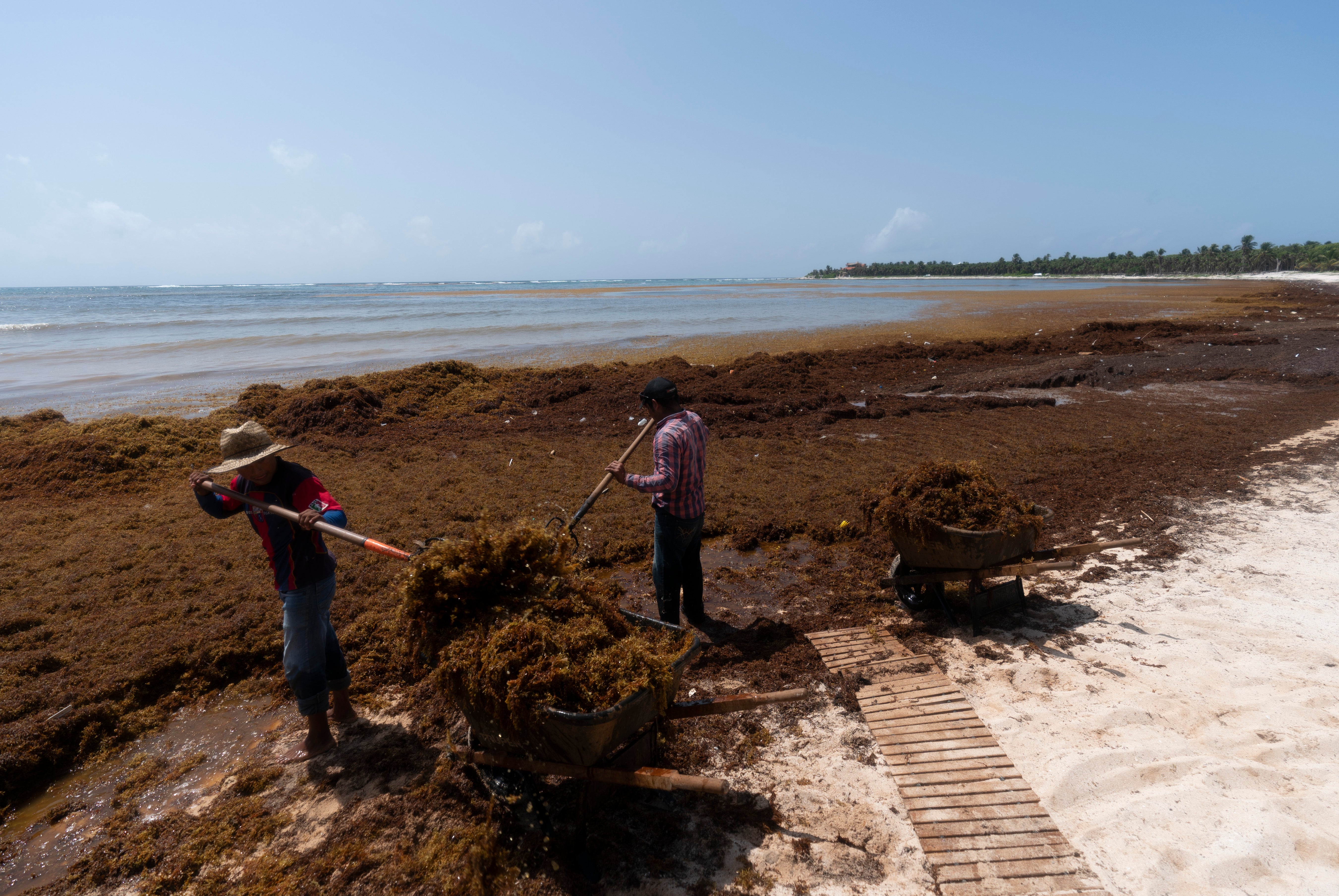 Workers hired by Mexico residents remove sargassum seaweed from the Bay of Soliman, north of Tulum