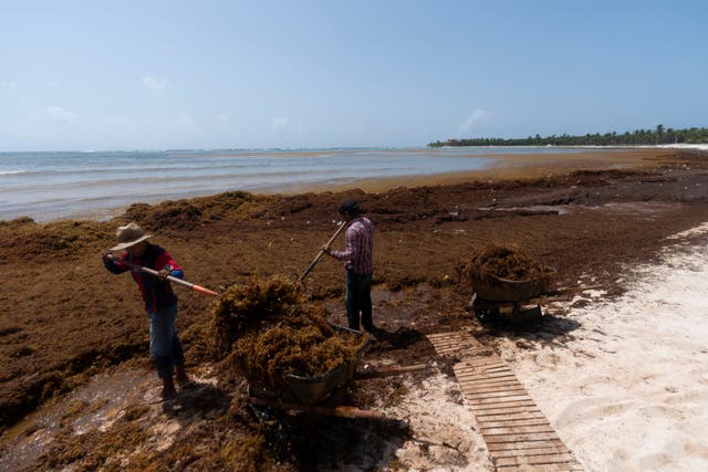 <p>Workers hired by Mexico residents remove sargassum seaweed from the Bay of Soliman, north of Tulum</p>