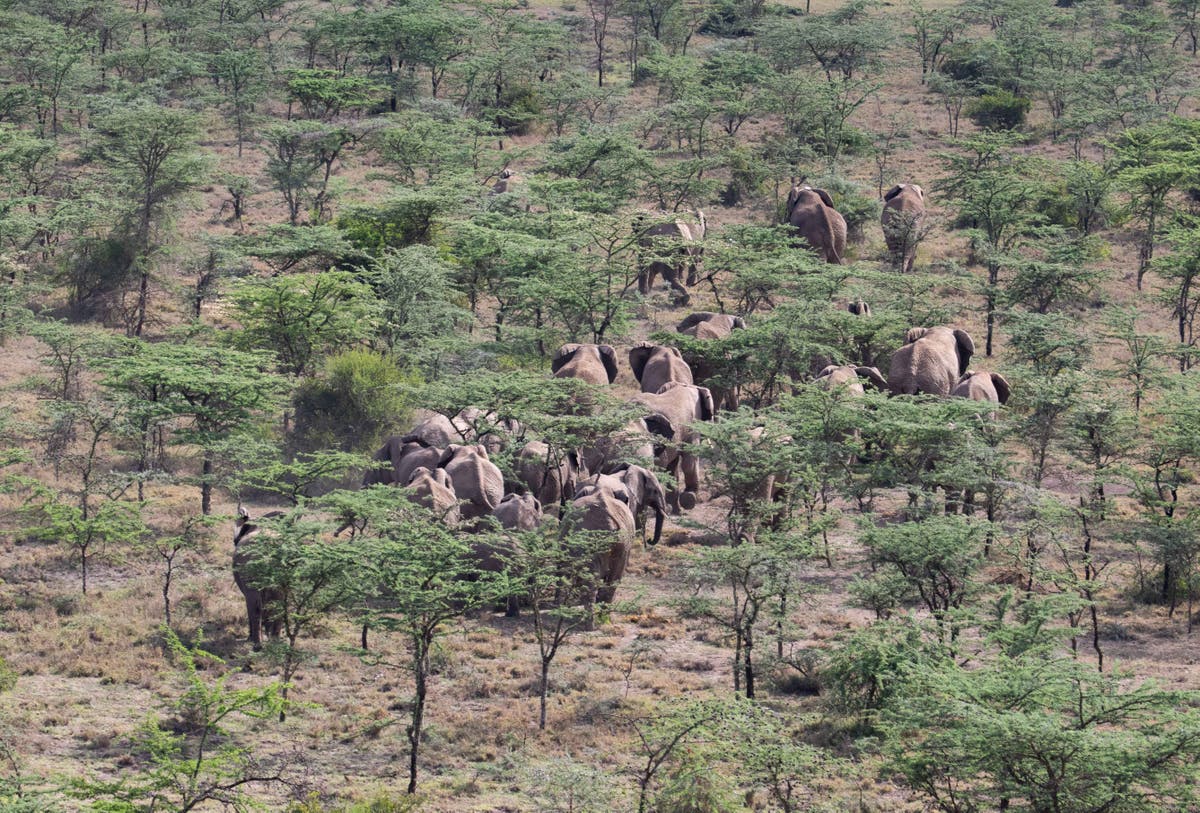 UK NGOs want Johnson to condemn moves to overturn ivory trade ban