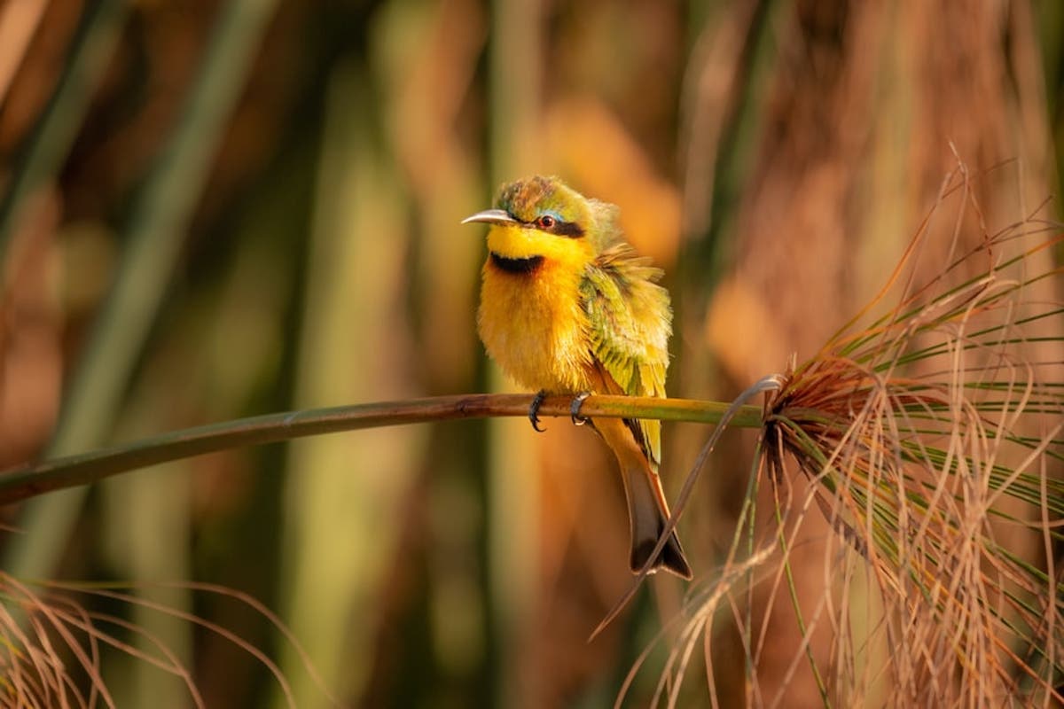 Ex poacher now advocates for conservation in Botswana’s Okavango Delta