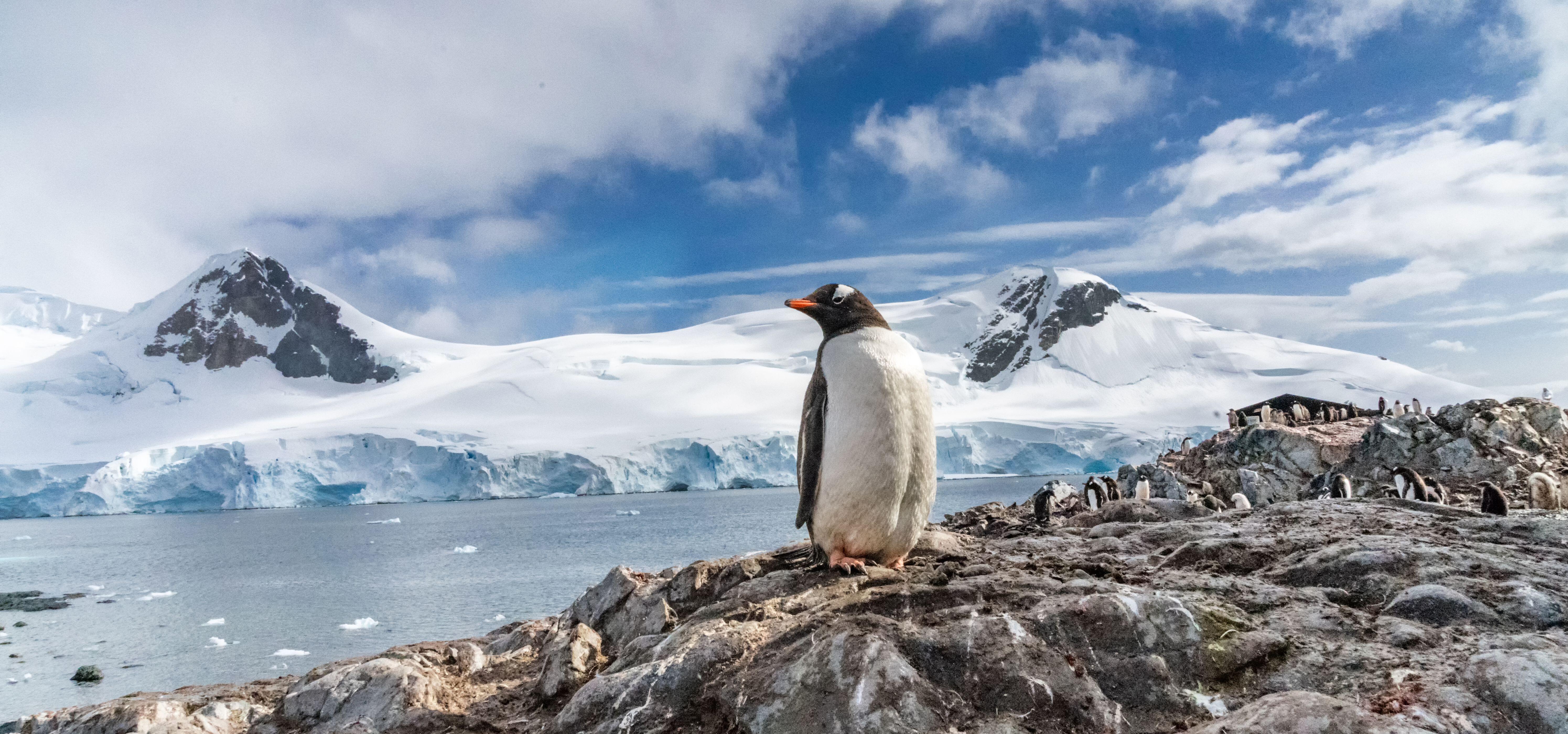 Make friends with the penguins on a breathtaking cruise to the Antarctic