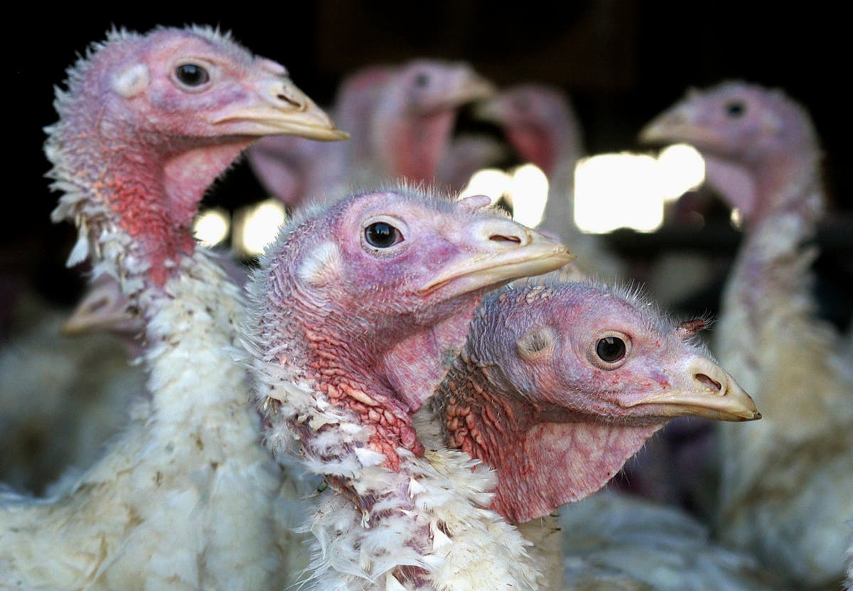Deadly bird flu returns to Midwest earlier than expected The Independent
