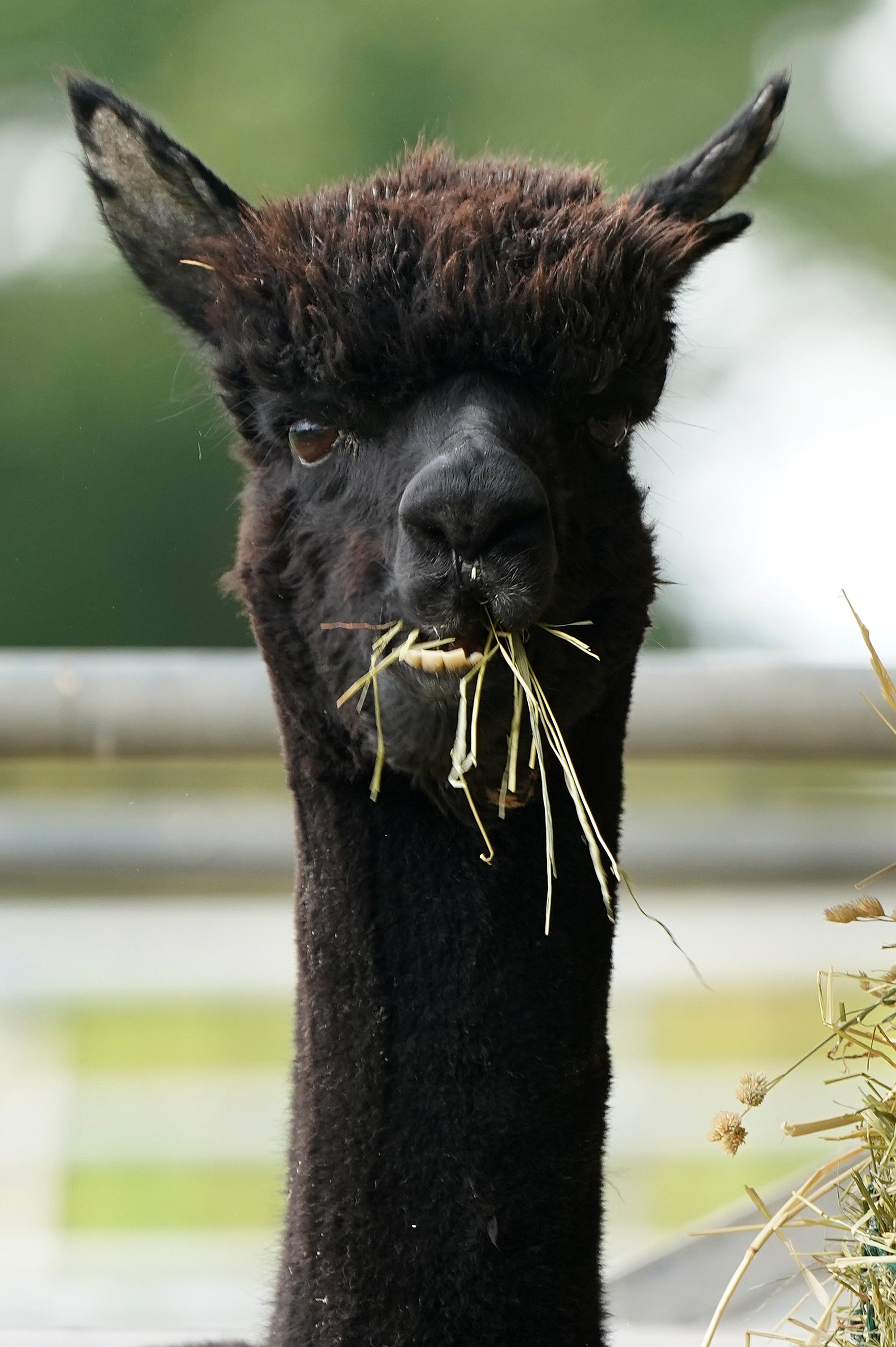 Geronimo the alpaca was euthanised after testing positive for bovine TB (Andrew Matthews/PA)