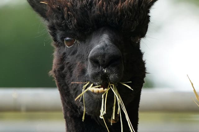Geronimo the alpaca was euthanised after testing positive for bovine TB (Andrew Matthews/PA)