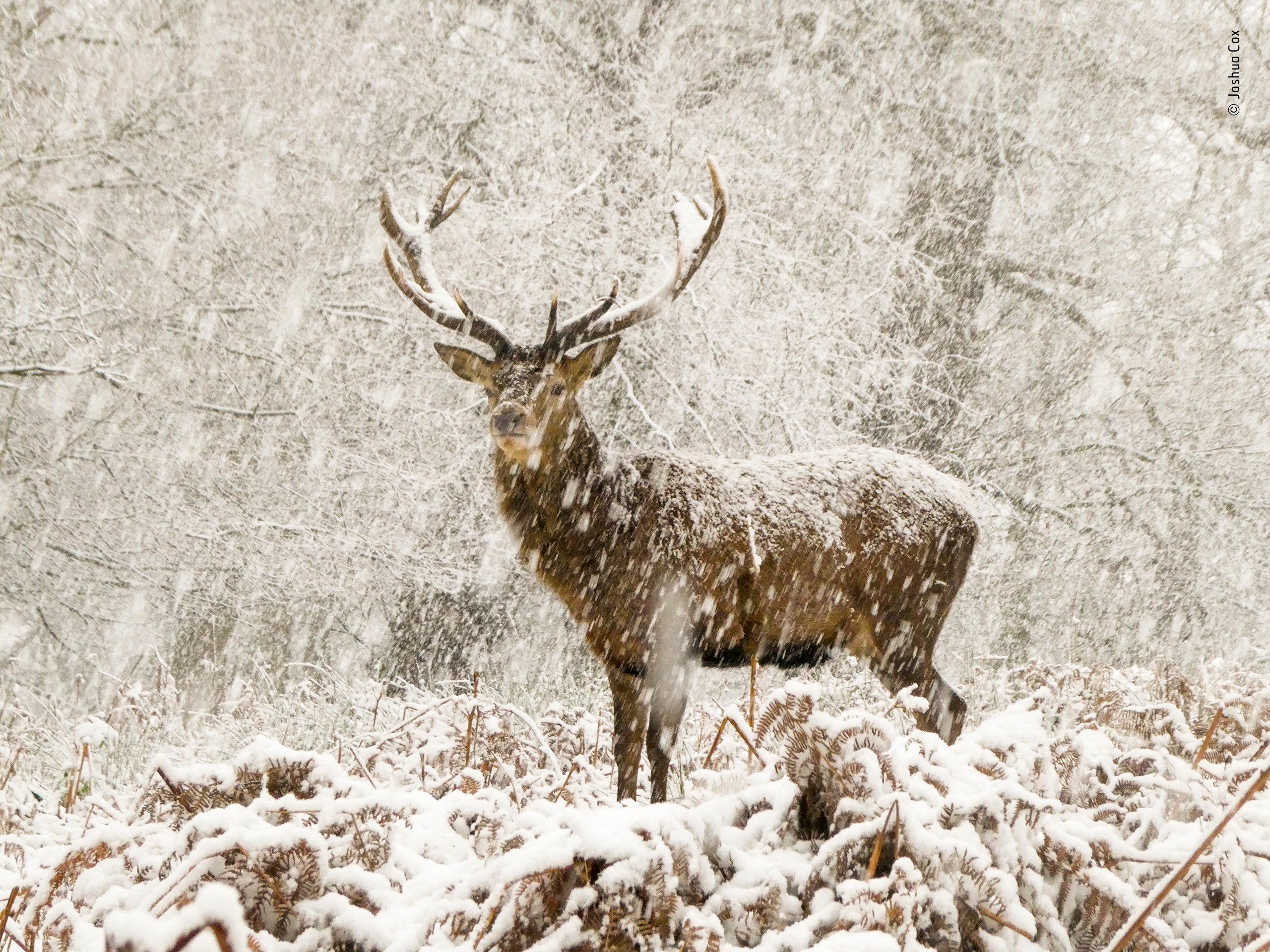 Red deer stag in snow in Richmond Park, London