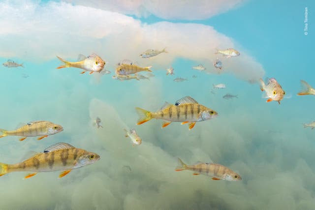 European perch swimming through sheets of cloud-like algae (Tiina Tormanen/Wildlife Photographer of the Year/PA)