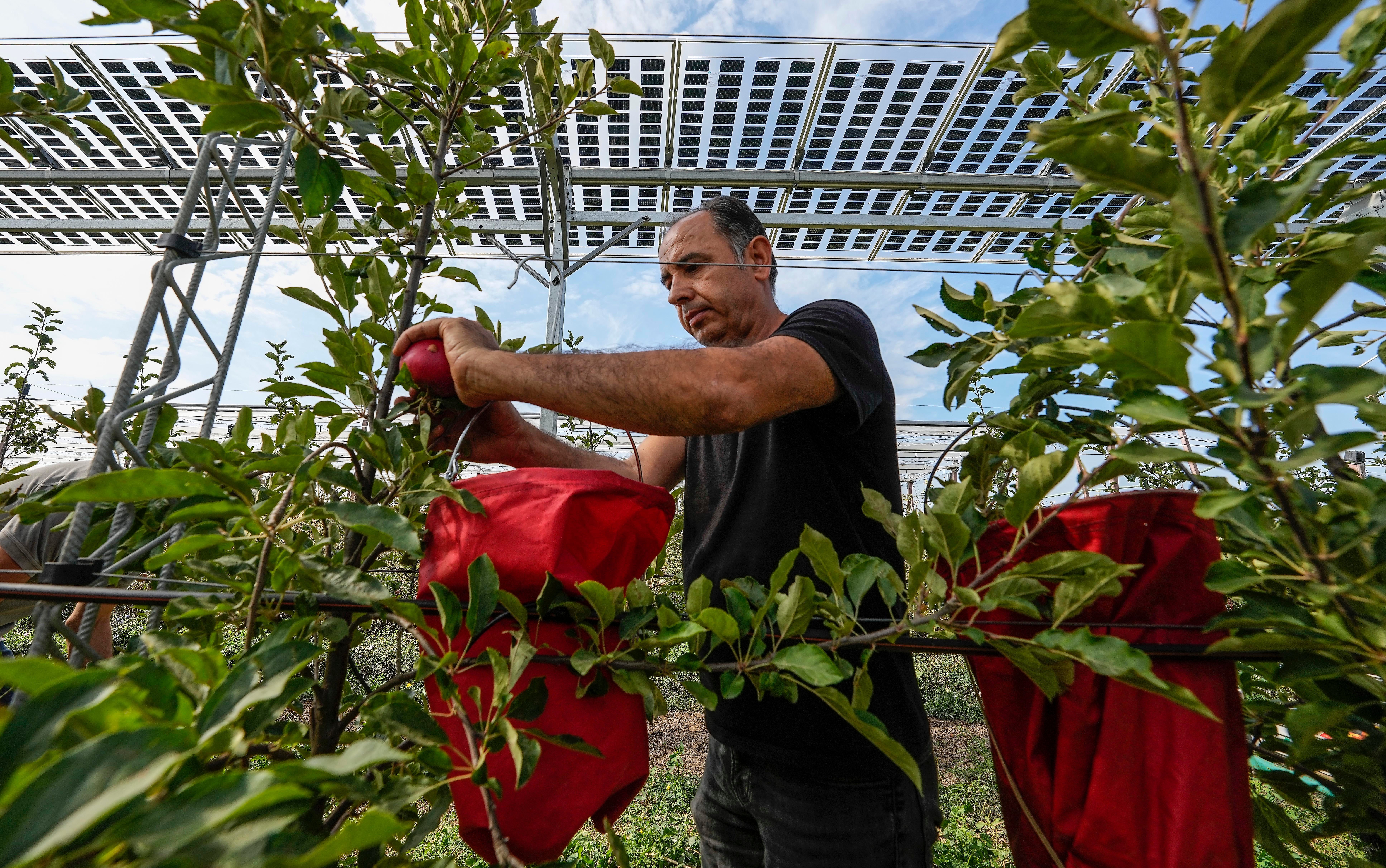 Germany Solar Agriculture