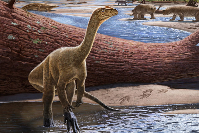 <p>Artistic reconstruction of Mbiresaurus raathi (in the foreground) with the rest of the Zimbabwean animal assemblage in the background</p>