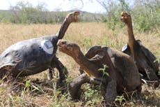 Endangered giant Galapagos tortoises ‘killed for meat’