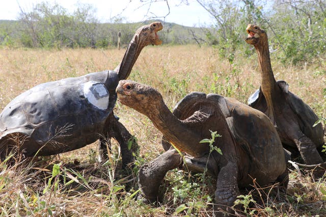 <p>Tortoises in the Galapagos archipelago, Ecuador, on June 15, 2020</p>