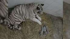 Delhi Zoo announces birth of three extremely rare white tiger cubs