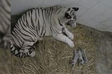 Delhi Zoo announces birth of three extremely rare white tiger cubs