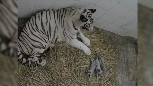 <p>Video of white tiger family shows three tiny cubs latching on to the mother tigress at Delhi Zoo</p>