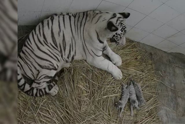 <p>File photo: Delhi Zoo had earlier announced the birth of three extremely rare white tiger cubs</p>
