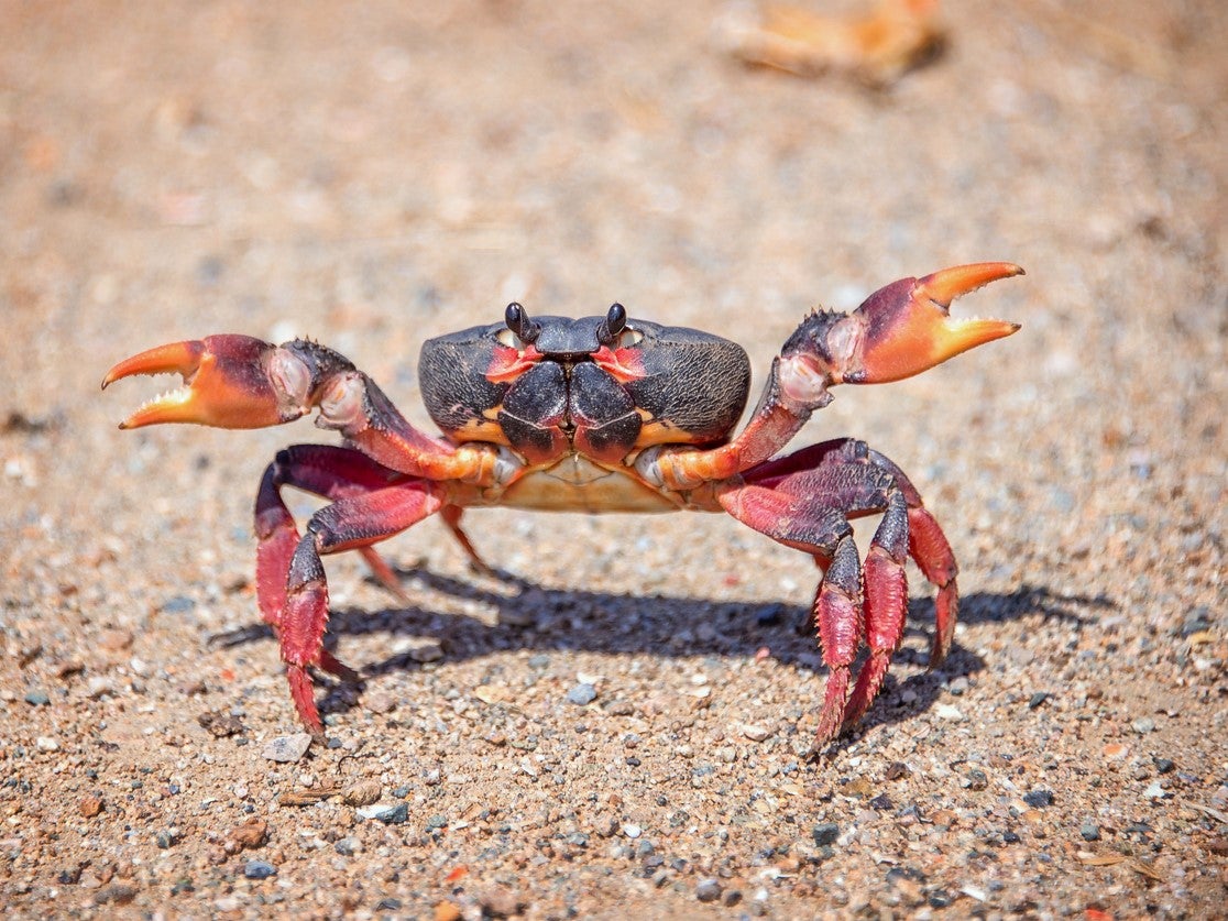 Crustacean shells from crabs and other seafood waste can be used to make biodegradable batteries, scientists discovered in research published in the journal ‘Matter’