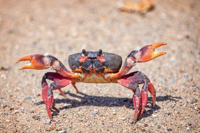 <p>Crustacean shells from crabs and other seafood waste can be used to make biodegradable batteries, scientists discovered in research published in the journal ‘Matter’ </p>