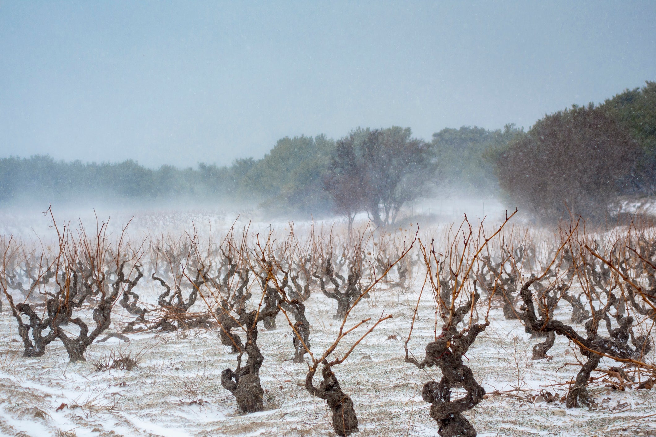 As the world warms, wine growing is becoming possible increasingly further north