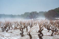 A nice glass of Arctic wine? How the climate crisis is pushing vineyards north
