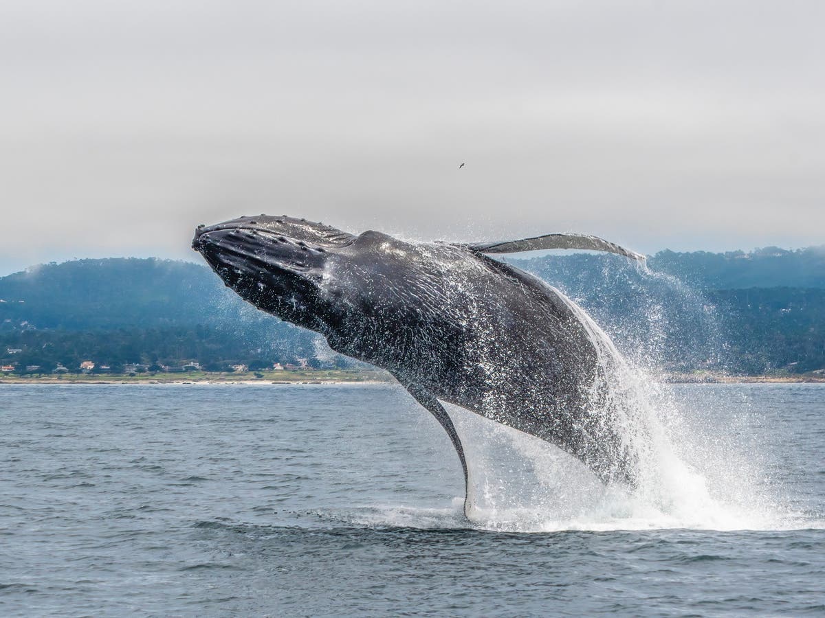 California celebrity whale named Fran dies after being struck by ship