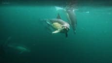 Dolphins ‘chat’ among pod as wildlife photographer captures moment with GoPro