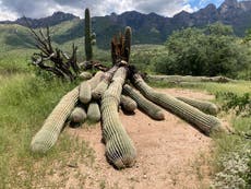 Torrential downpours wipe out 200-year-old cactus