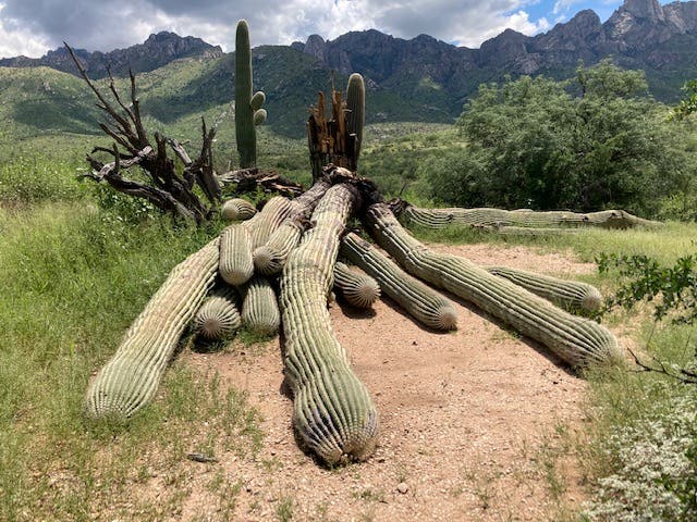 <p>The fallen saguaro cactus in Tucson, Arizona</p>