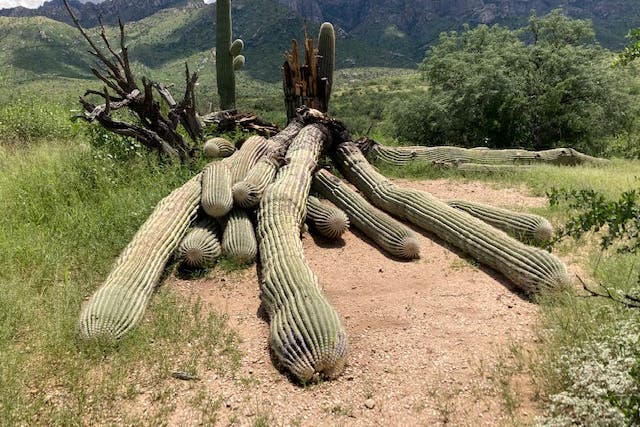 <p>The fallen saguaro cactus in Tucson, Arizona</p>