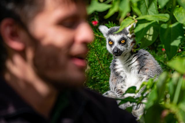 <p>A ring-tailed lemur looks at a keeper at Bristol Zoo Gardens </p>