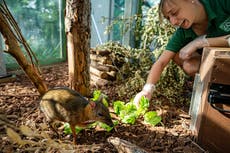 Staff at Bristol Zoo bid a fond farewell to Clifton site