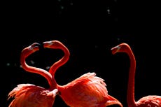 Flamingos are cropping up thousands of miles from their homes after Hurricane Idalia