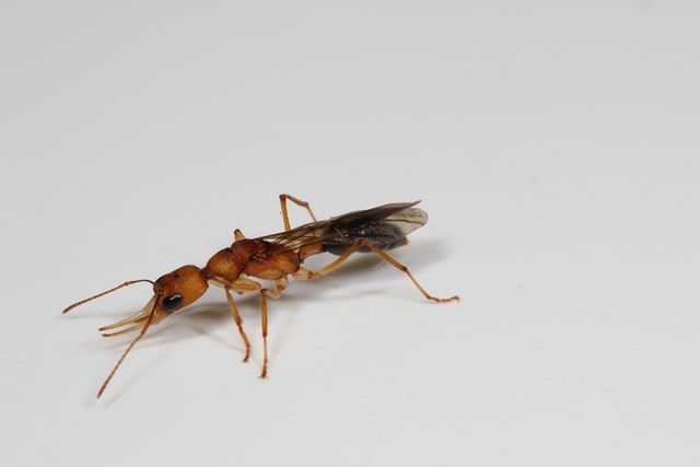 <p>Harpegnathos saltator queen ants (shown here, with wings) typically live for five years while workers live for only seven months</p>