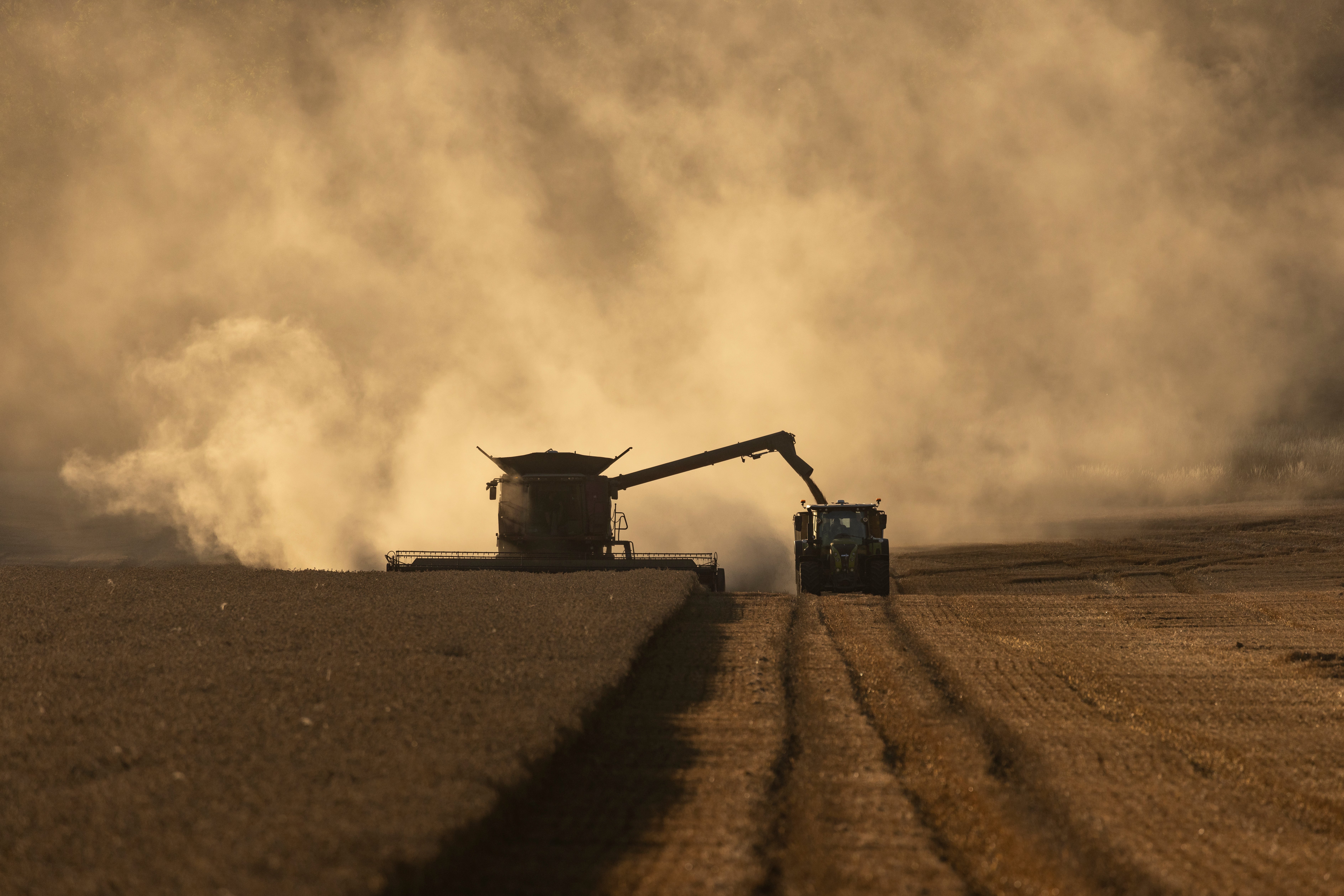 A combine harvests wheat in fields near Lyminge, England in August.