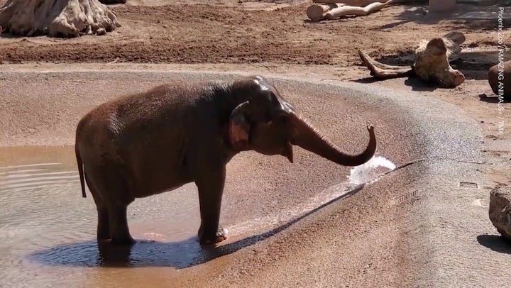 Adorable baby elephant creates sprinkler with trunk to cool down on hot Arizona day