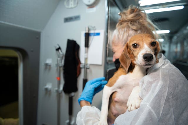<p>FILE — An HSUS Animal Rescue Team member carries a beagle into the organization’s care and rehabilitation center  </p>