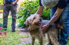 Dog thrown from lorry at 50mph finds new home and happiness