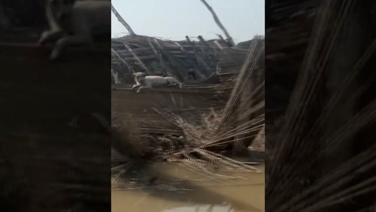 Pakistan flooding: Crew brings food to dog ‘standing guard’ on roof of flooded home