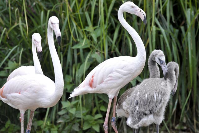 Flamingos and their chicks at Bristol Zoo (Ben Birchall/PA)