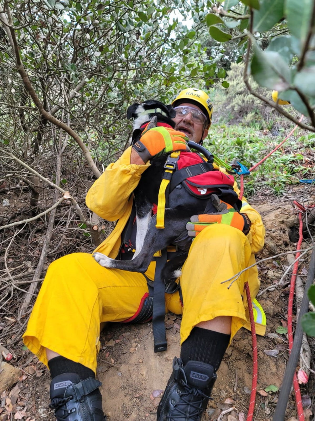 Deaf dog recused after 100-foot fall into Californian ravine