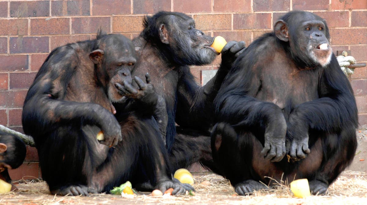 Primate behaviour changed as zoos closed for pandemic, study suggests Primate behaviour changed as zoos closed for pandemic, study suggests