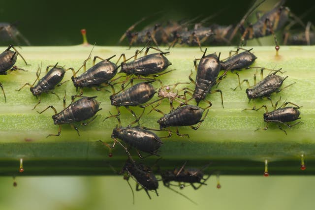 What’s happening with garden insects? (Alamy/PA)