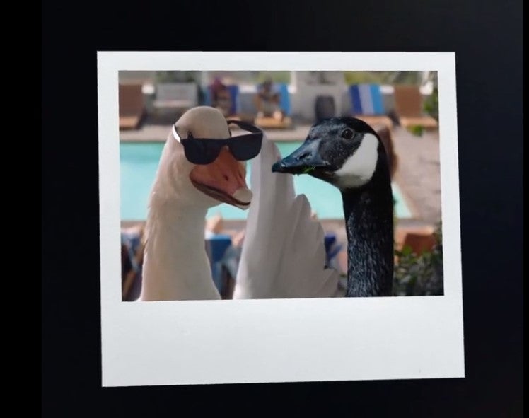 Air New Zealand cheekily showed both ‘goose ambassadors’ together in a promotional video