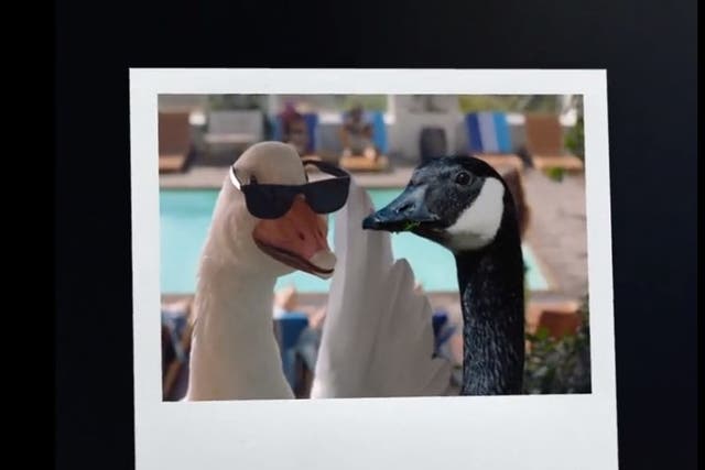 <p>Air New Zealand cheekily showed both ‘goose ambassadors’ together in a promotional video</p>